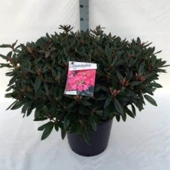 Rhododendron (Rhododendron 'Winsome') -Directplant Winkel rh. winsome c30 2