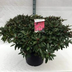 Rhododendron (Rhododendron 'Winsome') -Directplant Winkel rh. winsome c40 2