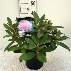 Rhododendron (Rhododendron 'Doc') -Directplant Winkel rh. y doc c5 2