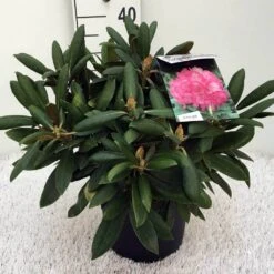 Dwergrhododendron (Rhododendron 'Polaris') 10 Dwergrhododendron (Rhododendron 'Polaris') -Directplant Winkel rh. y polaris c5