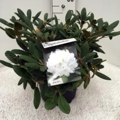Dwergrhododendron (Rhododendron 'Porzellan') -Directplant Winkel rh. y porzelan c10 2