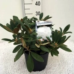 Dwergrhododendron (Rhododendron 'Porzellan') -Directplant Winkel rh. y porzelan c5