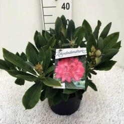 Rhododendron (Rhododendron 'Sneezy') -Directplant Winkel rh. y sneezy c5 1