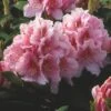 Rhododendron (Rhododendron 'Albert Schweitzer') -Directplant Winkel rhaschwe 2 3