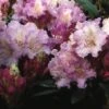 Dwergrhododendron (Rhododendron 'Caroline Allbrook') -Directplant Winkel rhcallbr 2 3