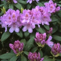 Rhododendron (Rhododendron Catawbiense 'Grandiflorum') -Directplant Winkel rhcgrand 13 1