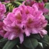 Rhododendron (Rhododendron 'Delta') -Directplant Winkel rhdelta 2 2
