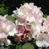 Rhododendron (Rhododendron 'Doc') -Directplant Winkel rhdoc 2 3