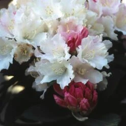 Dwergrhododendron (Rhododendron 'Dreamland') -Directplant Winkel rhdreaml 2 3