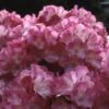 Dwergrhododendron (Rhododendron 'Fantastica') -Directplant Winkel rhfantas 2 1