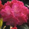 Rhododendron (Rhododendron 'Germania') -Directplant Winkel rhgerman 2 1