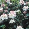 Rhododendron (Rhododendron 'Gomer Waterer') -Directplant Winkel rhgwater 2 2