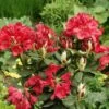 Rhododendron (Rhododendron 'Hachmann's Feuerschein) -Directplant Winkel rhhfeuer 1 1