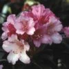 Dwergrhododendron (Rhododendron 'Kalinka') -Directplant Winkel rhkalink 2 2