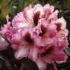Rhododendron (Rhododendron 'Kokardia') -Directplant Winkel rhkokard 2 1