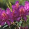 Rhododendron (Rhododendron 'Marcel Menard') -Directplant Winkel rhmmenar 1 2
