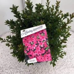 Japanse Azalea (Rhododendron 'Madame Van Hecke') -Directplant Winkel rho. aj mme van hecke c10