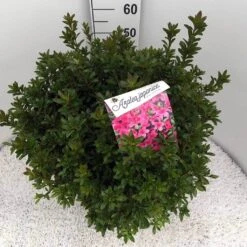 Japanse Azalea (Rhododendron 'Madame Van Hecke') -Directplant Winkel rho. aj mme van hecke c15