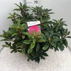 Rhododendron (Rhododendron 'Anah Kruschke') -Directplant Winkel rho. anah kruschke c10 50 cm 1