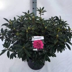 Rhododendron (Rhododendron 'Anah Kruschke') -Directplant Winkel rho. anah kruschke c30 1