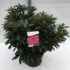 Rhododendron (Rhododendron 'Anah Kruschke') -Directplant Winkel rho. anah kruschke c40 1