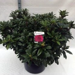 Rhododendron (Rhododendron 'Anah Kruschke') -Directplant Winkel rho. anah kruschke c80