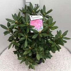 Rhododendron (Rhododendron 'Cosmopolitan') -Directplant Winkel rho. cosmopolitan c10 50 cm