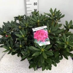 Rhododendron (Rhododendron 'Cosmopolitan') -Directplant Winkel rho. cosmopolitan c20