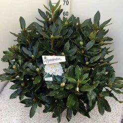 Rhododendron (Rhododendron 'Cunningham White') -Directplant Winkel rho. cunn white c20