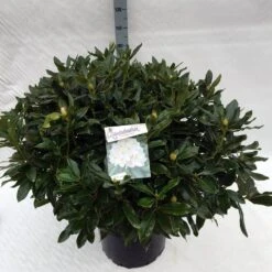 Rhododendron (Rhododendron 'Cunningham White') -Directplant Winkel rho. cunningh white c40
