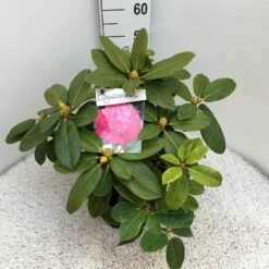 Rhododendron (Rhododendron 'Germania') -Directplant Winkel rho. germania c10 50 cm