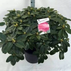 Rhododendron (Rhododendron 'Germania') -Directplant Winkel rho. germania c30 1