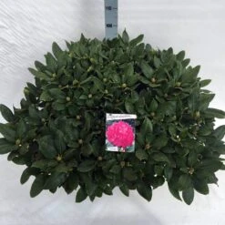 Rhododendron (Rhododendron 'Germania') -Directplant Winkel rho. germania c40 1