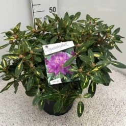 Rhododendron (Rhododendron 'Goldflimmer') -Directplant Winkel rho. goldflimmer c10 50 cm 3