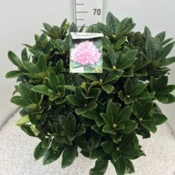 Rhododendron (Rhododendron 'Gomer Waterer') -Directplant Winkel rho. gomer waterer c20
