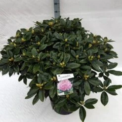 Rhododendron (Rhododendron 'Gomer Waterer') -Directplant Winkel rho. gomer waterer c40 2