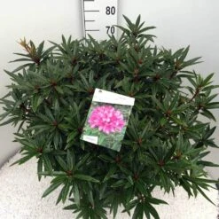Rhododendron (Rhododendron 'Graziella') -Directplant Winkel rho. graziella c20