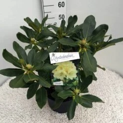 Rhododendron (Rhododendron 'Horizon Monarch') -Directplant Winkel rho. horizon monarch c10 50 cm 2