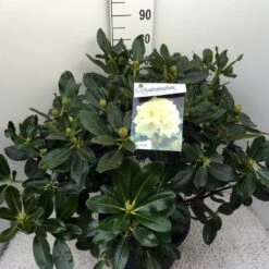 Rhododendron (Rhododendron 'Horizon Monarch') -Directplant Winkel rho. horizon monarch c20 2