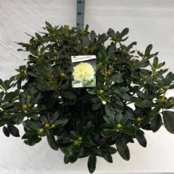 Rhododendron (Rhododendron 'Horizon Monarch') -Directplant Winkel rho. horizon monarch c40 2