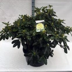 Rhododendron (Rhododendron 'Horizon Monarch') -Directplant Winkel rho. horizon monarch c80 1