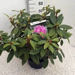 Rhododendron (Rhododendron 'Kokardia') -Directplant Winkel rho. kokardia c10 50 cm 1