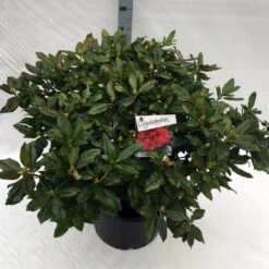 Rhododendron (Rhododendron 'Lord Roberts') -Directplant Winkel rho. lord roberts c40 2