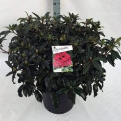 Rhododendron (Rhododendron 'Marie Forte') -Directplant Winkel rho. marie forte c30 1