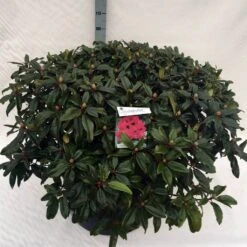 Rhododendron (Rhododendron 'Marie Forte') -Directplant Winkel rho. marie forte c80 2