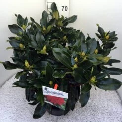 Rhododendron (Rhododendron 'Markeeta's Prize') -Directplant Winkel rho. markeeta s prize c20