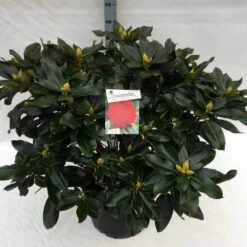 Rhododendron (Rhododendron 'Markeeta's Prize') -Directplant Winkel rho. markeeta s prize c40 1