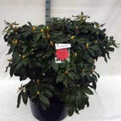 Rhododendron (Rhododendron 'Markeeta's Prize') -Directplant Winkel rho. markeeta s prize c80 1