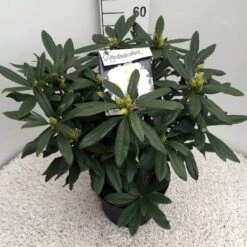 Rhododendron (Rhododendron 'Madame Masson') -Directplant Winkel rho. mme masson c10 50 cm