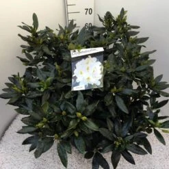 Rhododendron (Rhododendron 'Madame Masson') -Directplant Winkel rho. mme masson c20